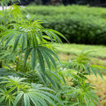 Is Hemp Legally Permitted in the US?