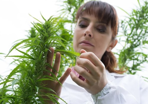 How Much CBD Can You Expect From Hemp Plants Per Acre?